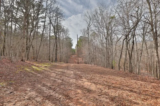 a view of a forest with a tree in back