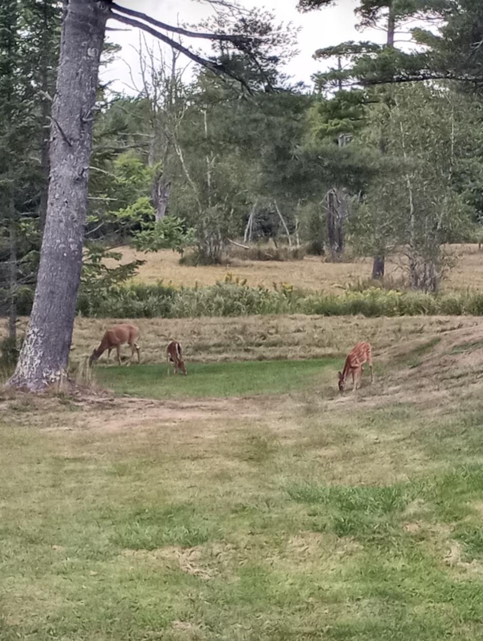 368 Partridge Cove Road Lamoine, ME 04605 - Photo 106 of 107 deer