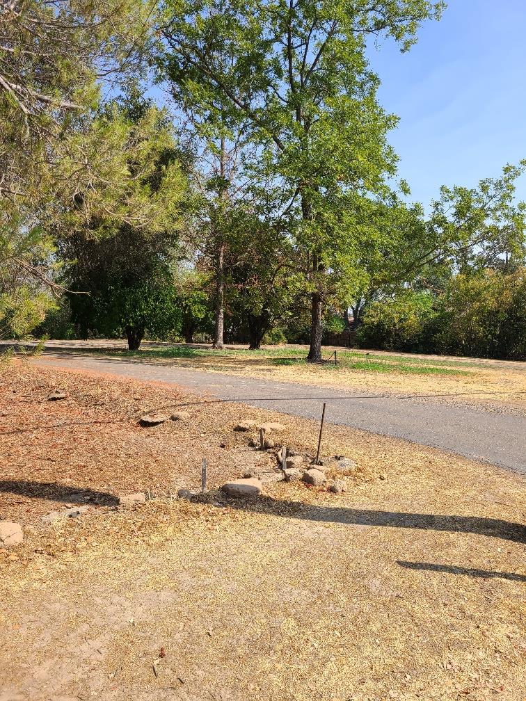 a view of a yard with a tree