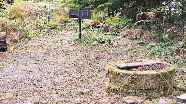 a close up of a plant in a garden