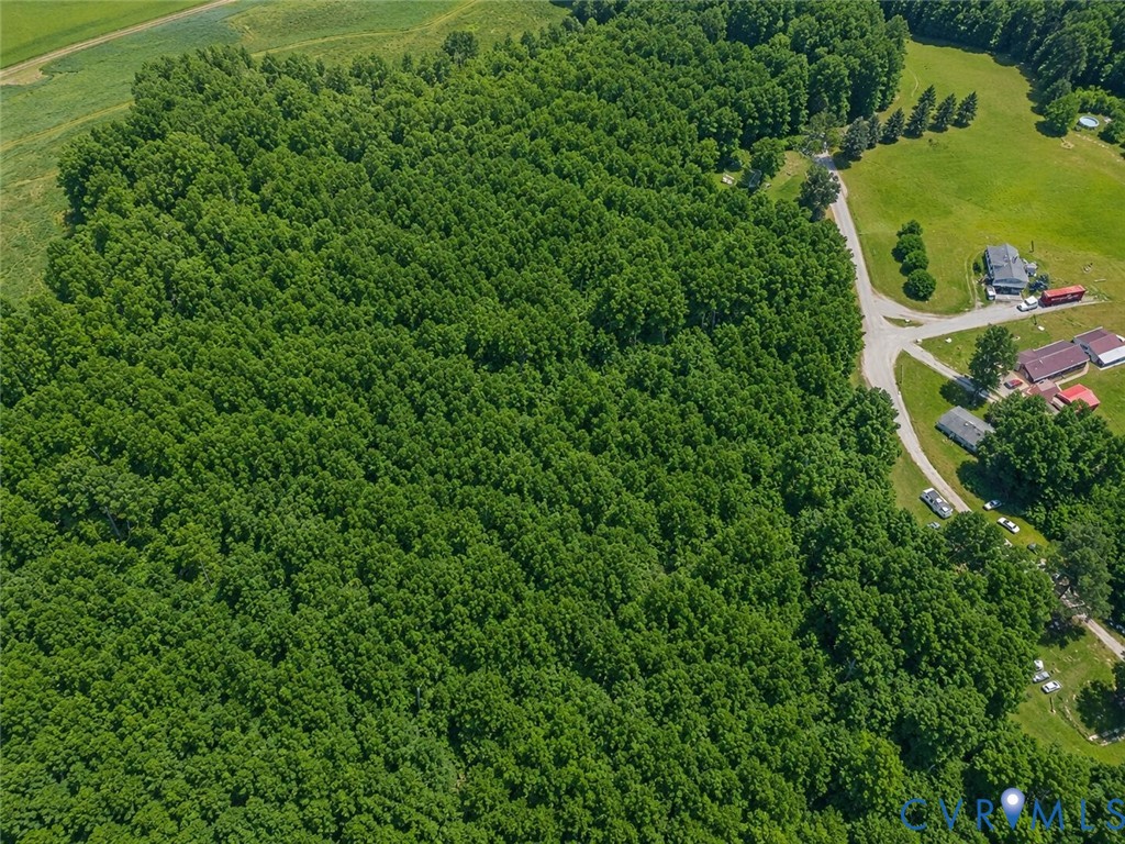0 Dillard Road Lawrenceville, VA 23868 - Photo 5 of 6 Expansive forested acreage featuring mature trees