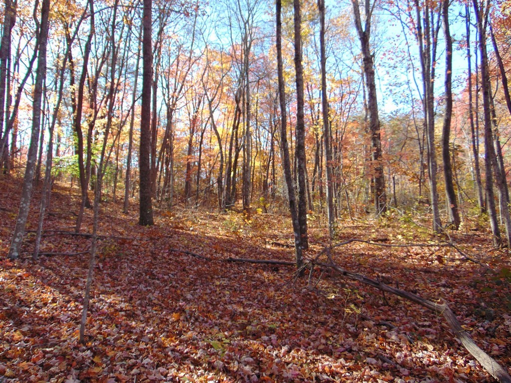 0 Raccoon Ridge Road Spring City, TN 37381 - Photo 33 of 70