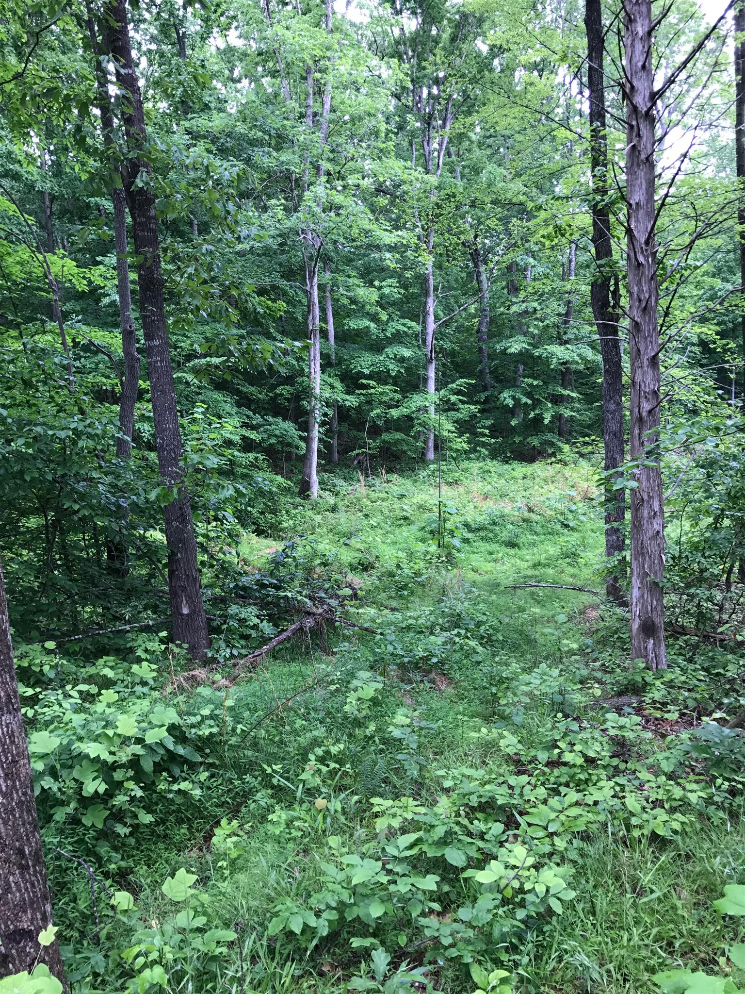 2 Abney Road Indian Mound, TN 37079 - Photo 22 of 28 Gallery Image 22