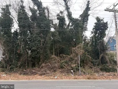a view of a forest filled with trees