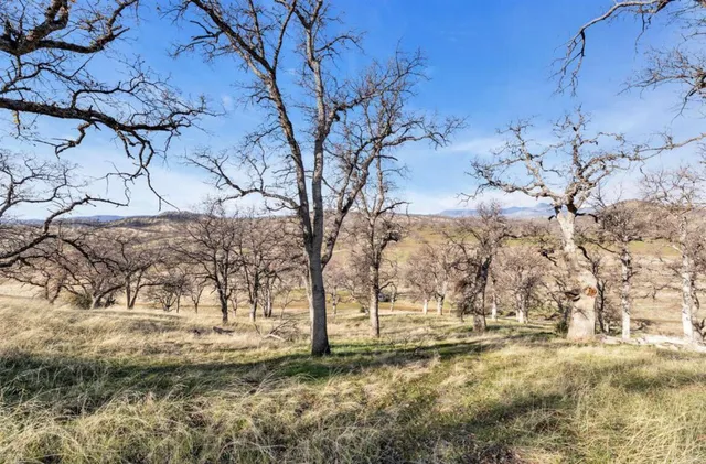 a view of a yard with trees in the background