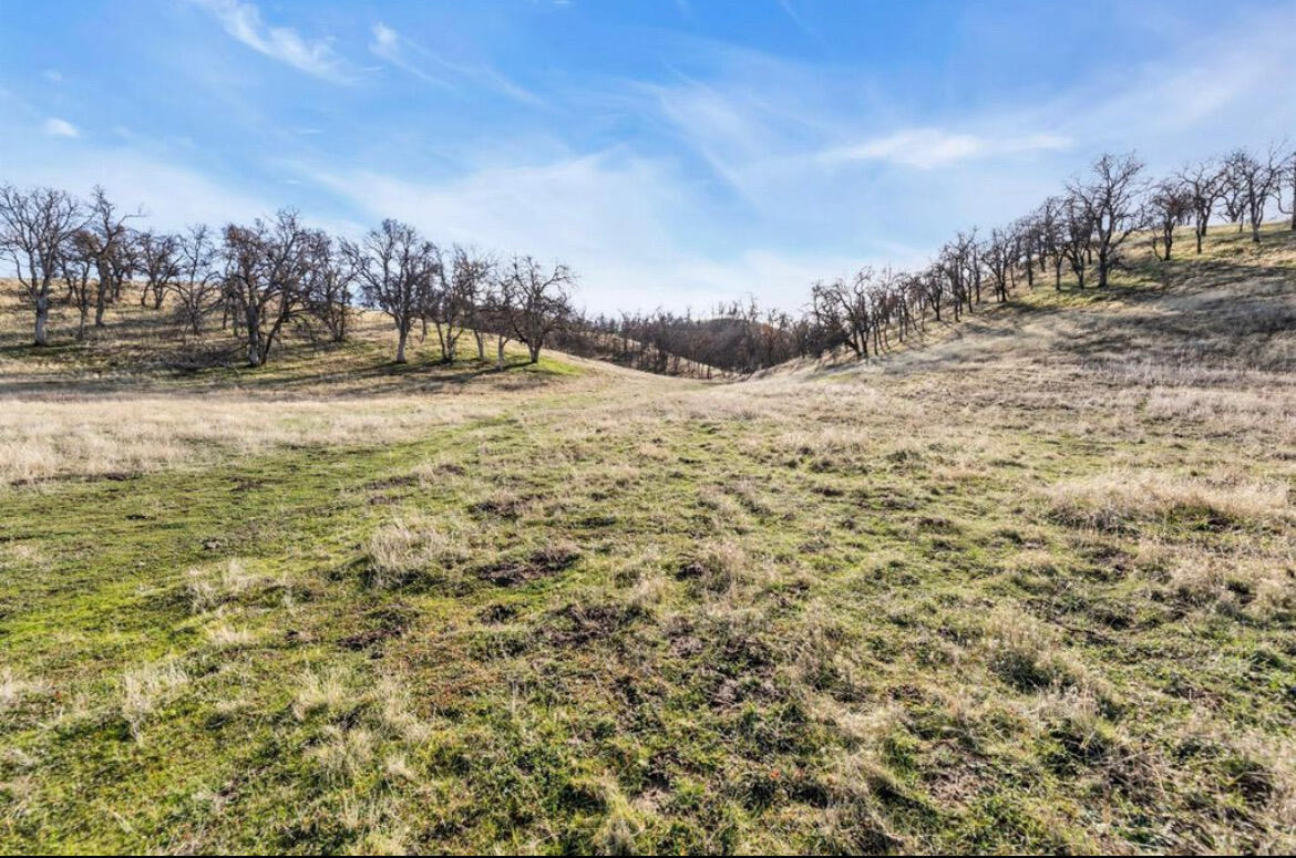 Fiddlers Road Platina, CA 96076 - Photo 13 of 26 a view of a yard with trees in the background