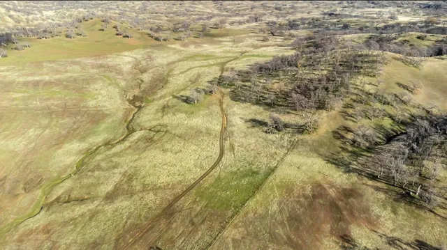 a view of a yard with an tree