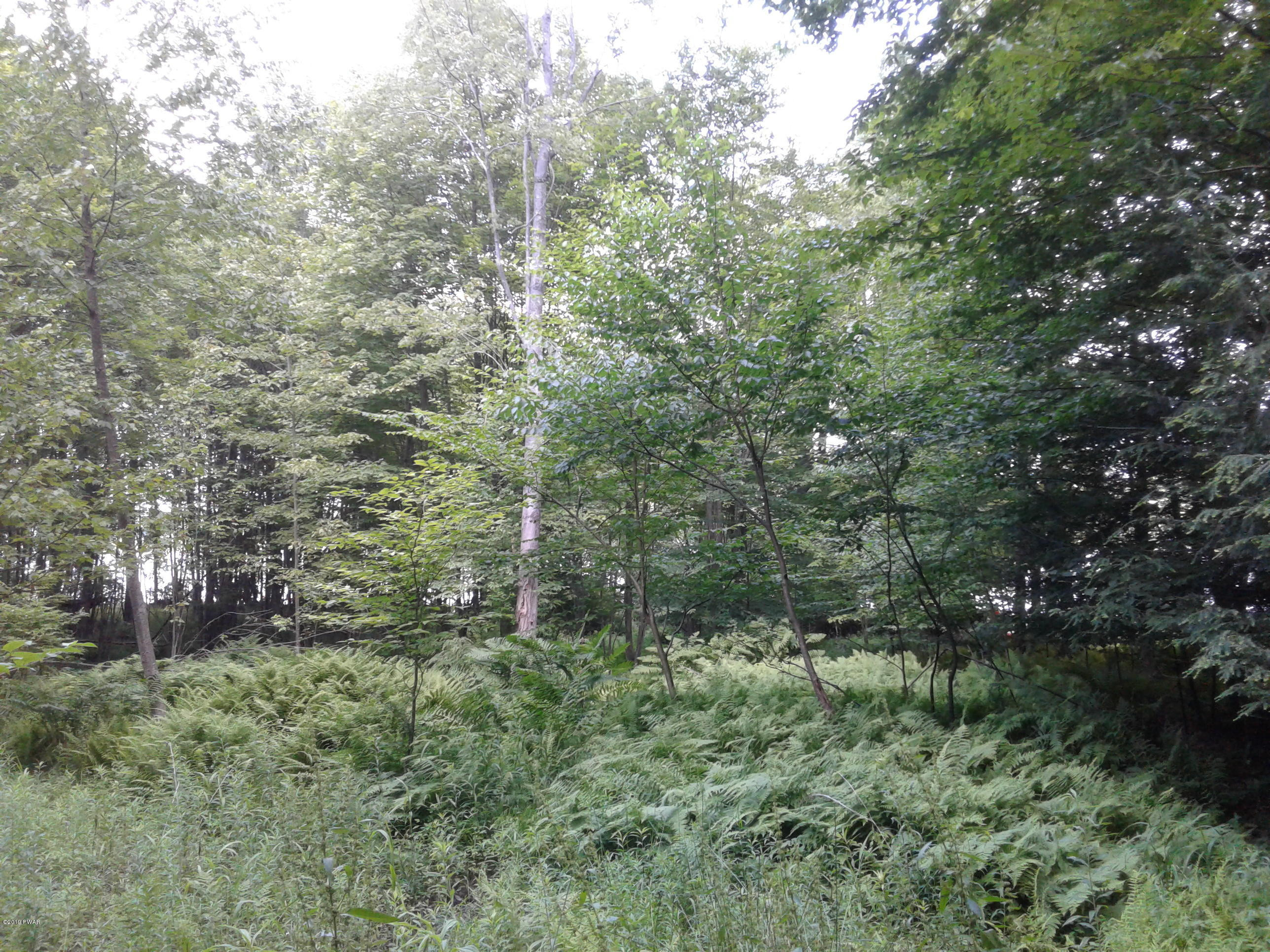 Lot B Spring Box Lane Lake Ariel, PA 18436 - Photo 3 of 4 a view of a forest with a tree