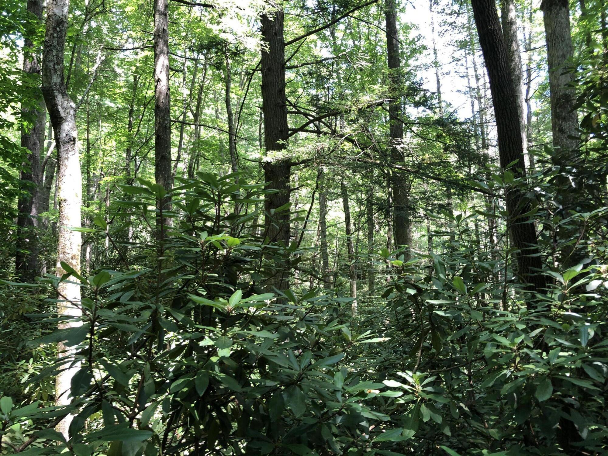 136 Jackson Road Unicoi, TN 37692 - Photo 31 of 57 CE9096B9-9996-4135-968A-66E8A6E3E51D