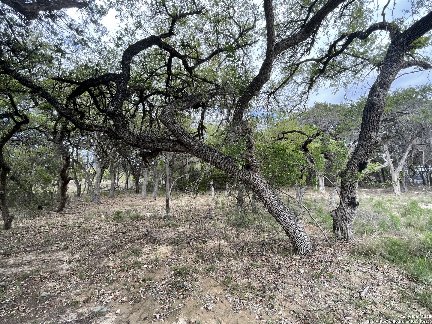 157 Hillside Road Bandera, TX 78003 - Photo 6 of 27 a view of some trees in a forest