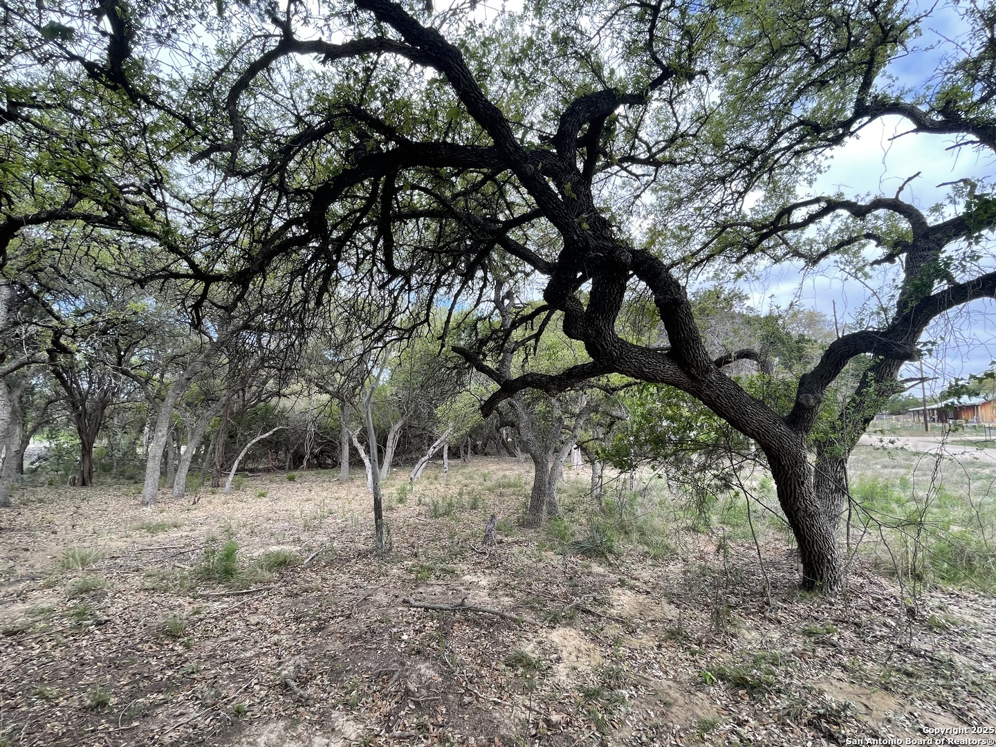 157 Hillside Road Bandera, TX 78003 - Photo 7 of 27 a view of a tree in the forest
