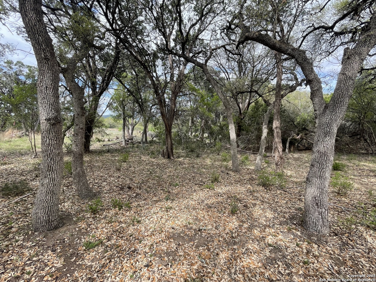 157 Hillside Road Bandera, TX 78003 - Photo 8 of 27 a view of some trees in the forest
