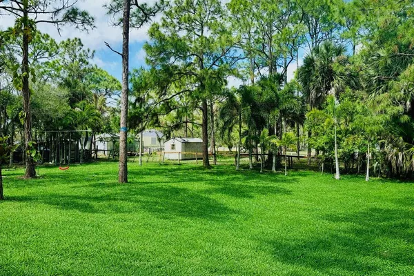 a view of a trees in a park