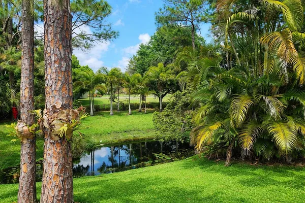 a view of a yard with a tree