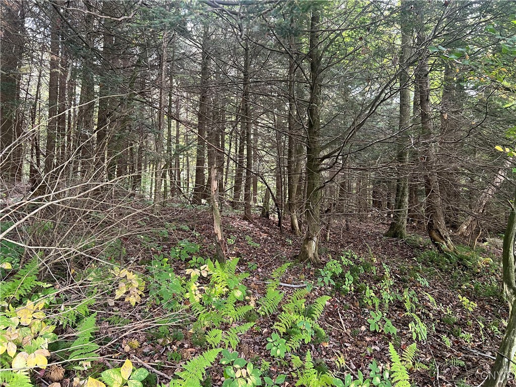 Stramba Road Cincinnatus, NY 13040 - Photo 11 of 22