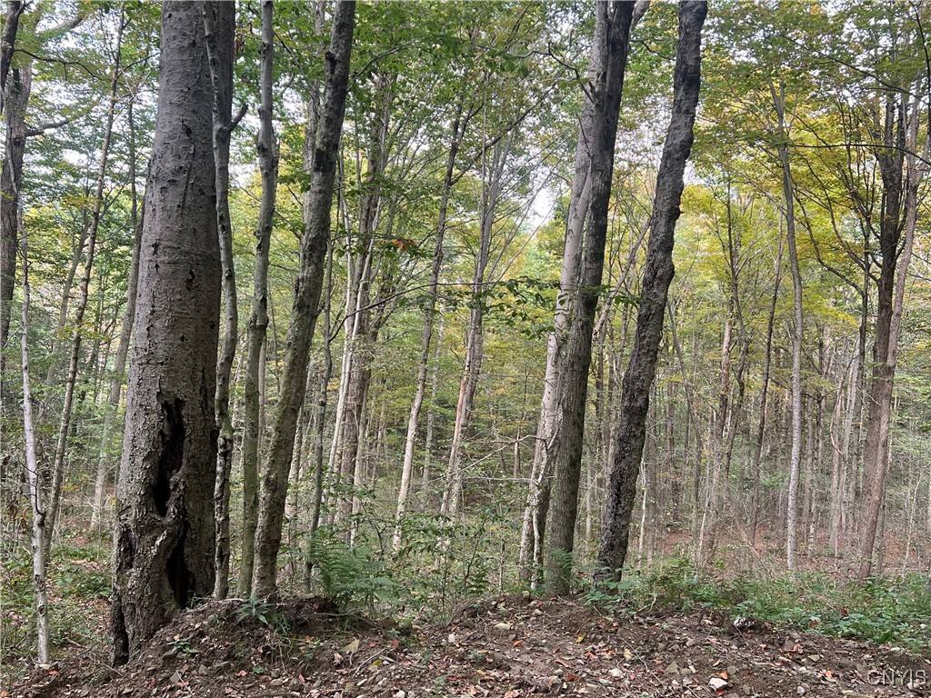 Stramba Road Cincinnatus, NY 13040 - Photo 3 of 16