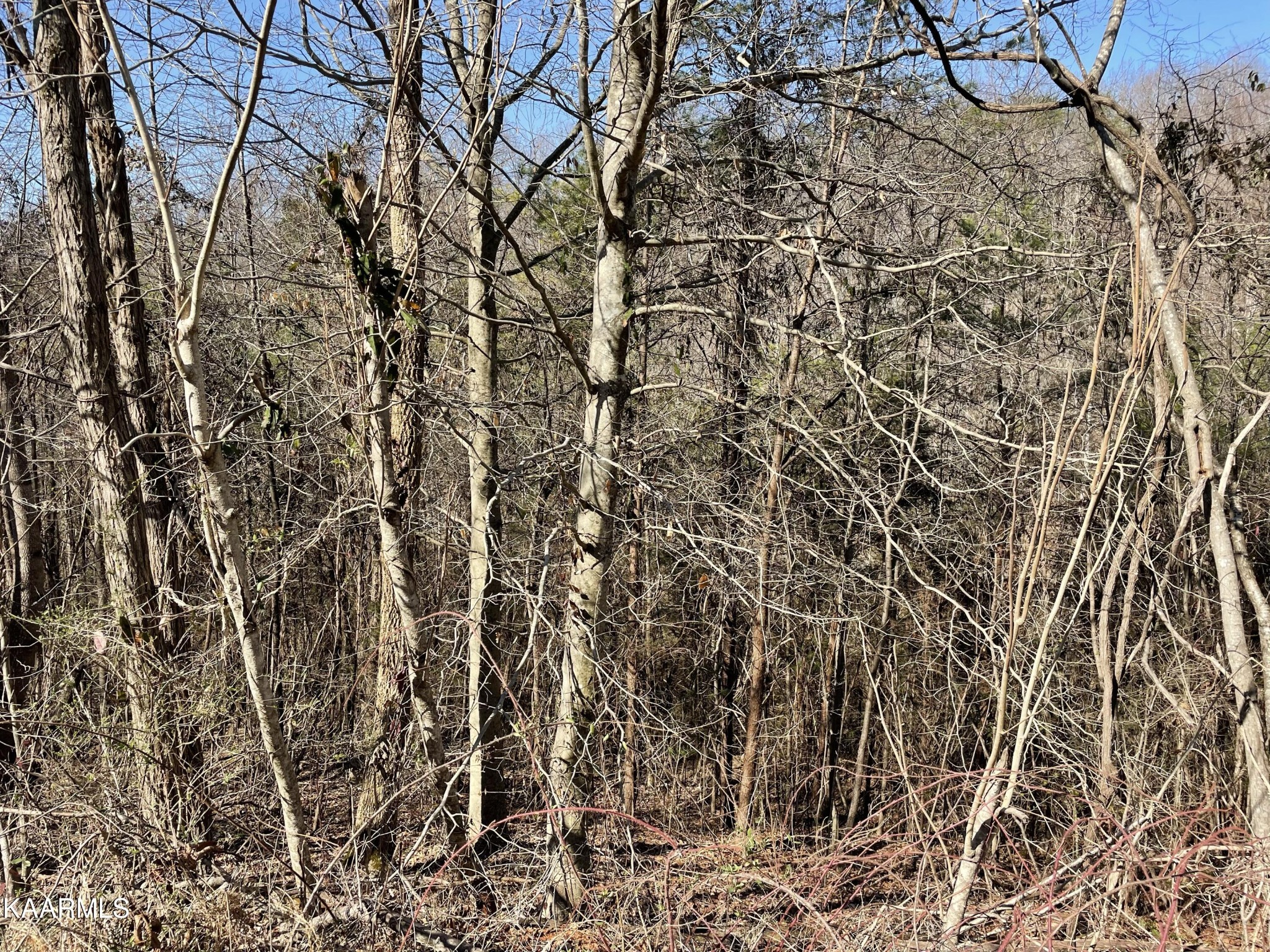102 Mountain Mist Lane Del Rio, TN 37727 - Photo 27 of 35