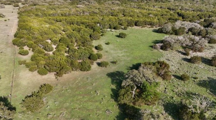 000 County 108 Road Burnet, TX 78611 - Photo 6 of 6 a view of a forest with a house