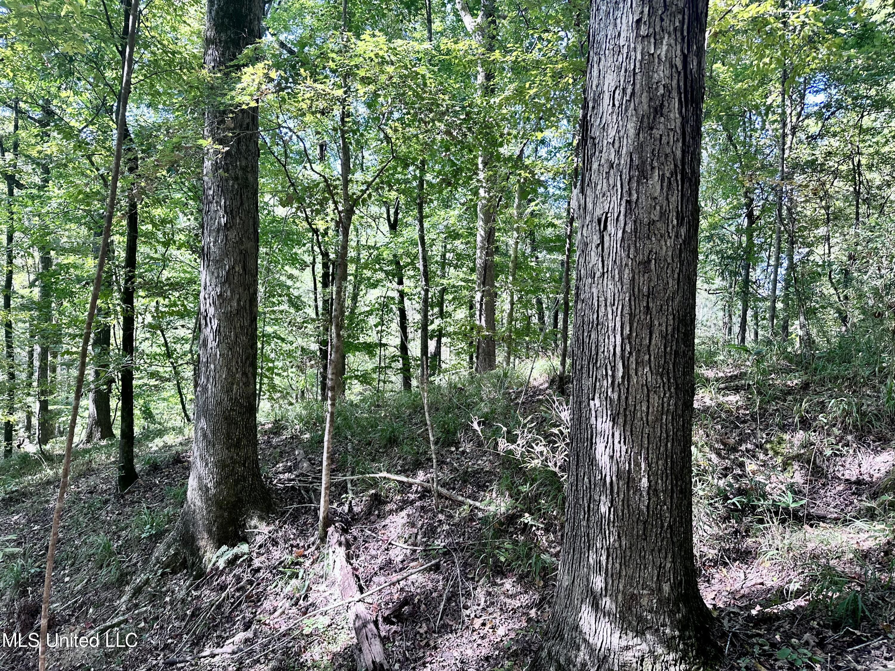 991 Witherspoon Road Yazoo City, MS 39194 - Photo 42 of 64 41.
