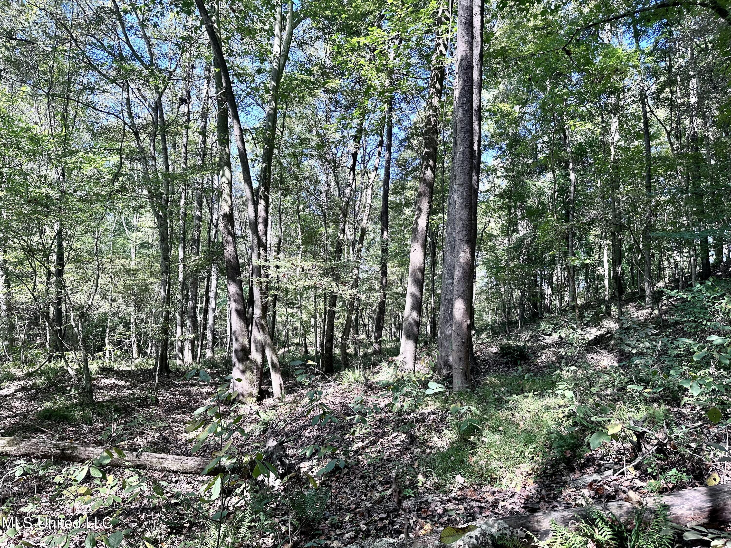 991 Witherspoon Road Yazoo City, MS 39194 - Photo 45 of 64 44.