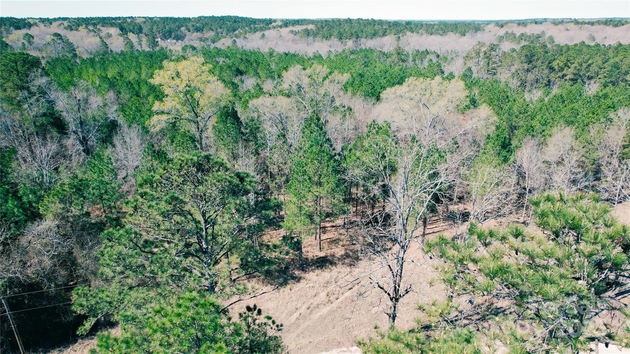 511 Moses Road Ridgeway, SC 29130 - Photo 15 of 21 a view of a bunch of trees and bushes