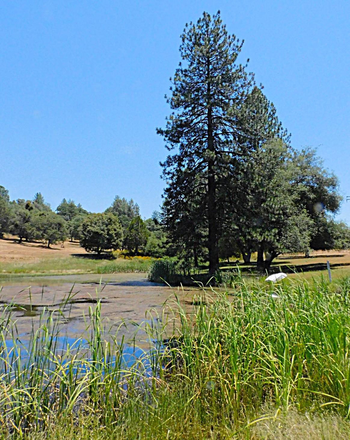 5383 Dream Ranch Circle Placerville, CA 95667 - Photo 97 of 99