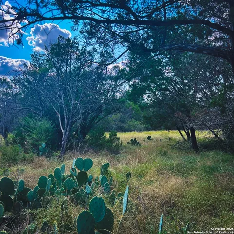 a view of a yard with a tree