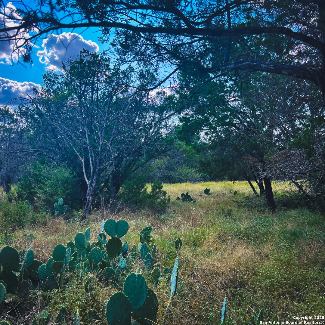 163 Angus Trail Spring Branch, TX 78070 - Photo 4 of 5 a view of a yard