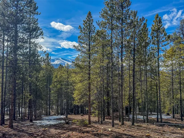 a view of a forest with trees