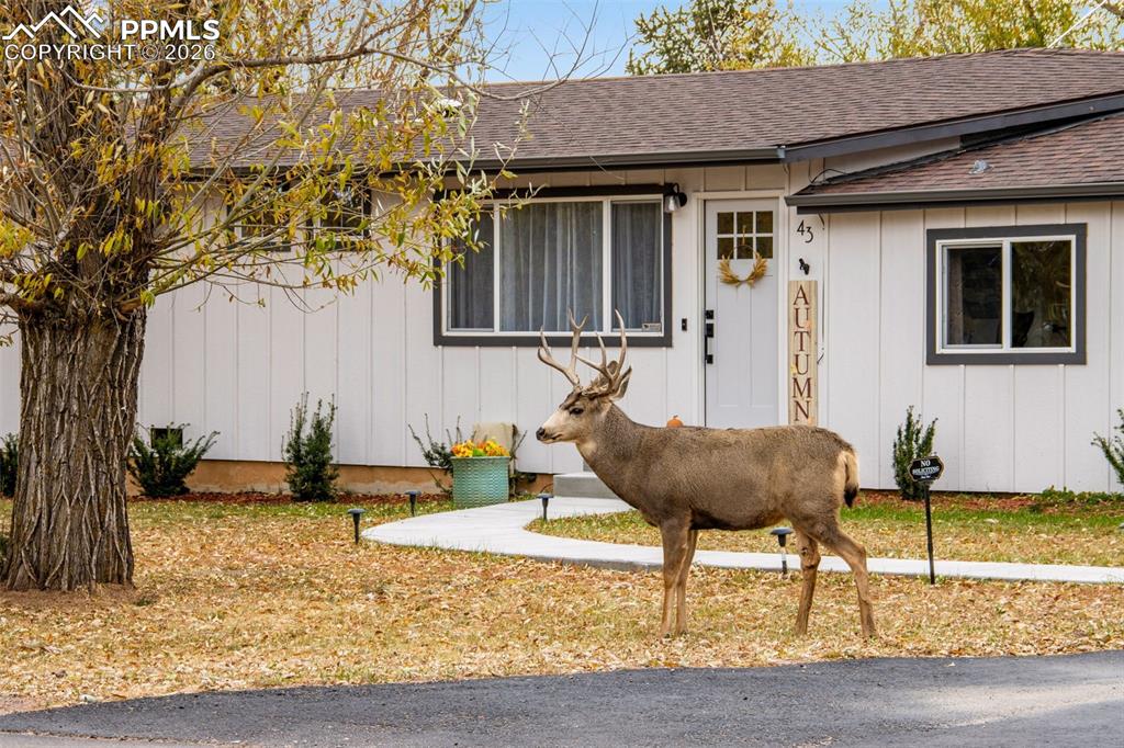 43 South Valley Road Palmer Lake, CO 80133 - Photo 4 of 45