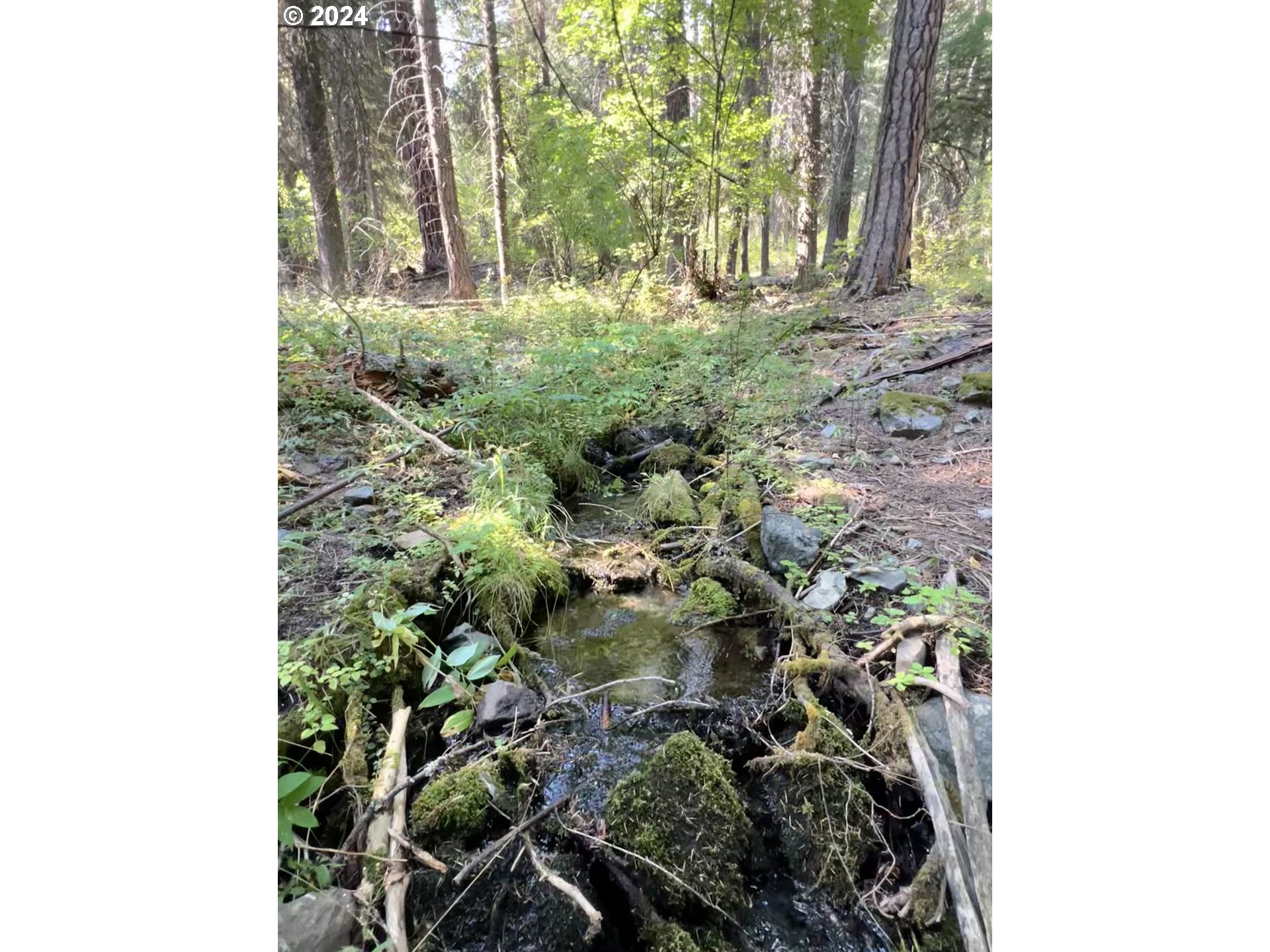 Wilderness Road Joseph, OR 97846 - Photo 2 of 5 a view of a yard with plants and large trees