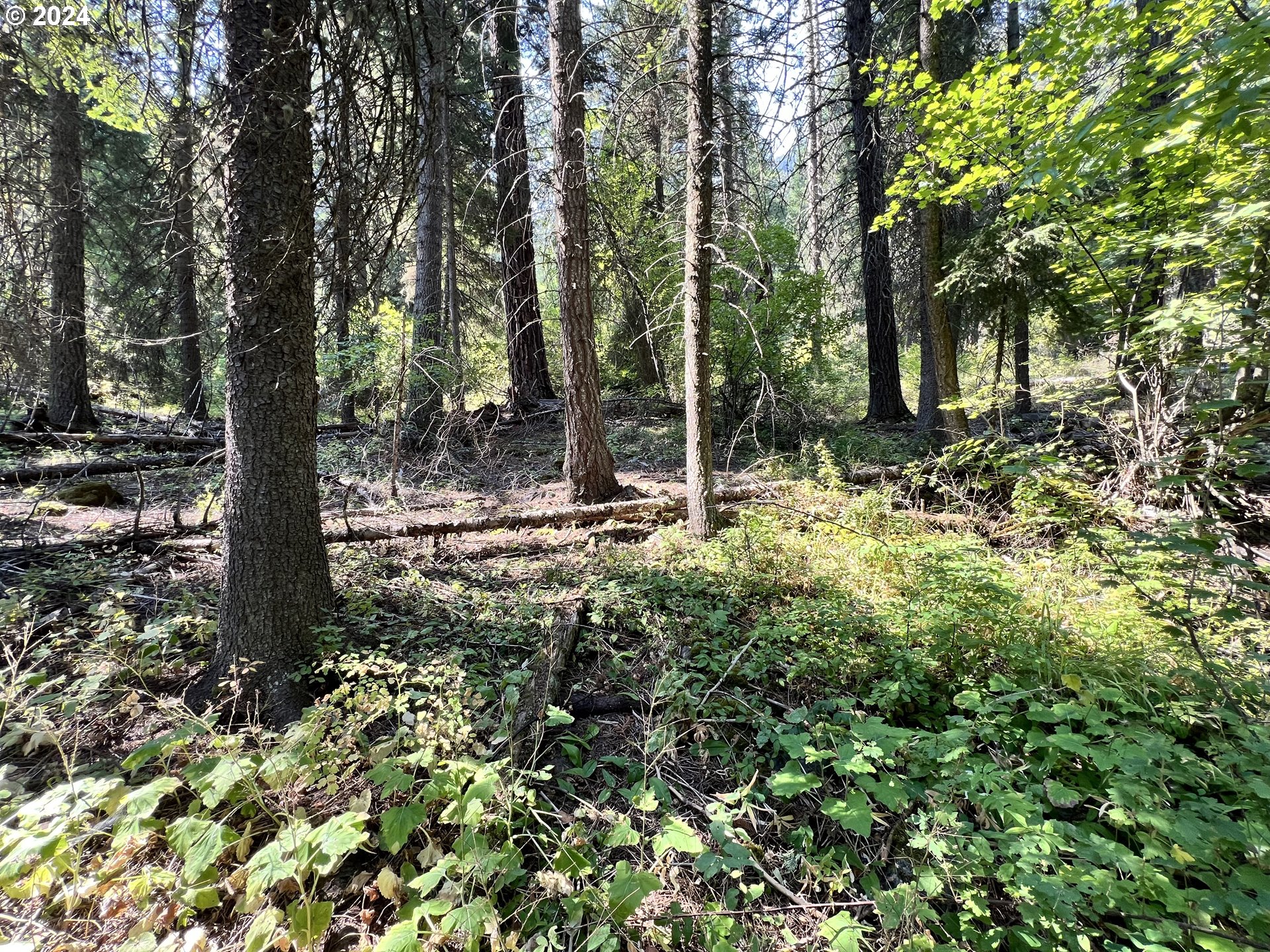 Wilderness Road Joseph, OR 97846 - Photo 4 of 5 a view of a tree in a yard