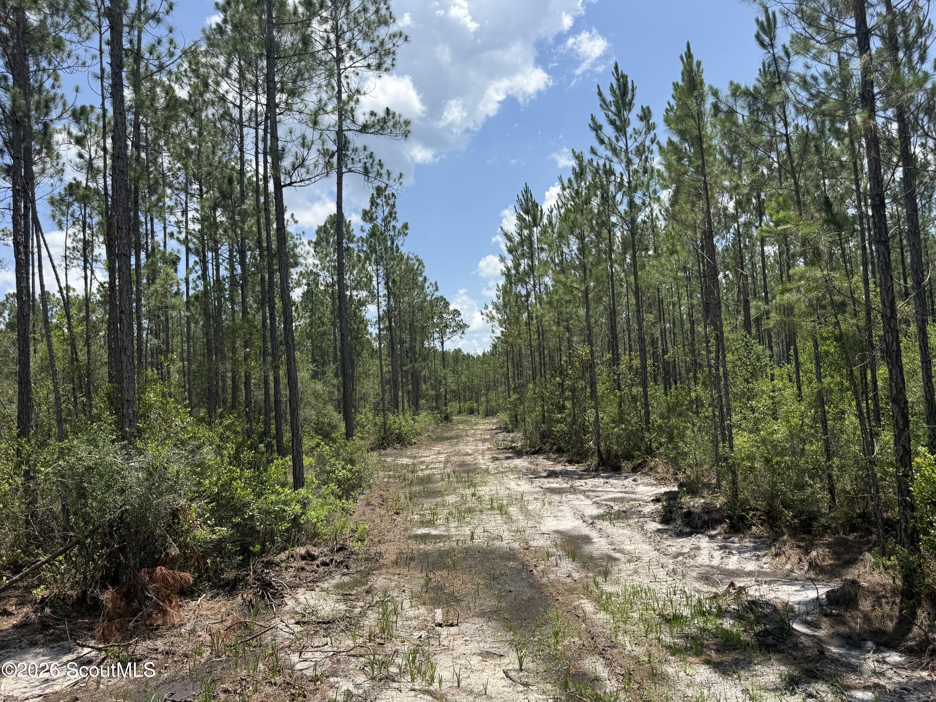 Lot 6 Corbitt Road, Unit LOT 6 Manor, GA 31550 - Photo 4 of 15 IMG_8017