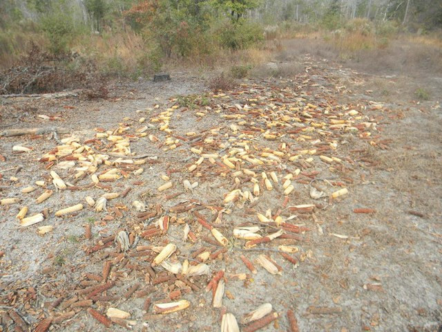 Majority Road Orangeburg, SC 29118 - Photo 13 of 18 Photo 13