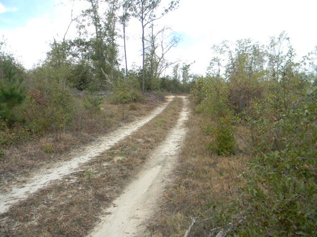 Majority Road Orangeburg, SC 29118 - Photo 5 of 18 Photo 5