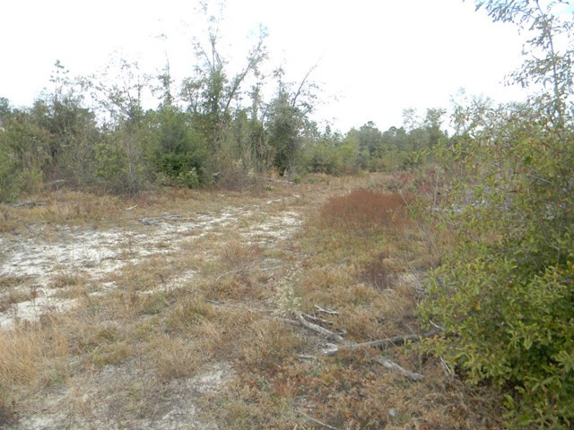 Majority Road Orangeburg, SC 29118 - Photo 7 of 18 Photo 7