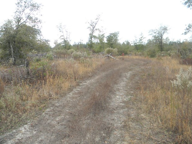 Majority Road Orangeburg, SC 29118 - Photo 9 of 18 Photo 9