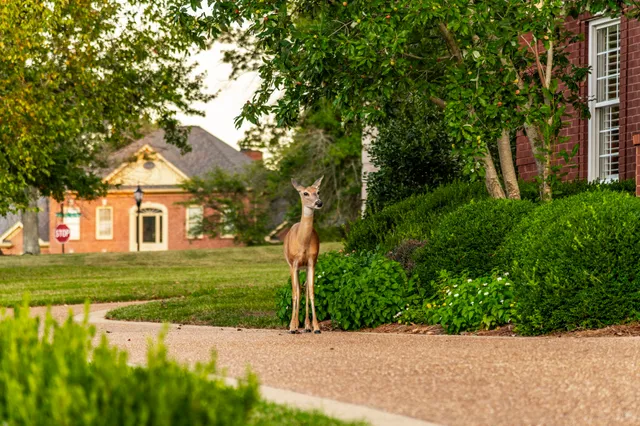 $2,345,000 | 107 Mimosa Drive, Gallatin, TN 37066