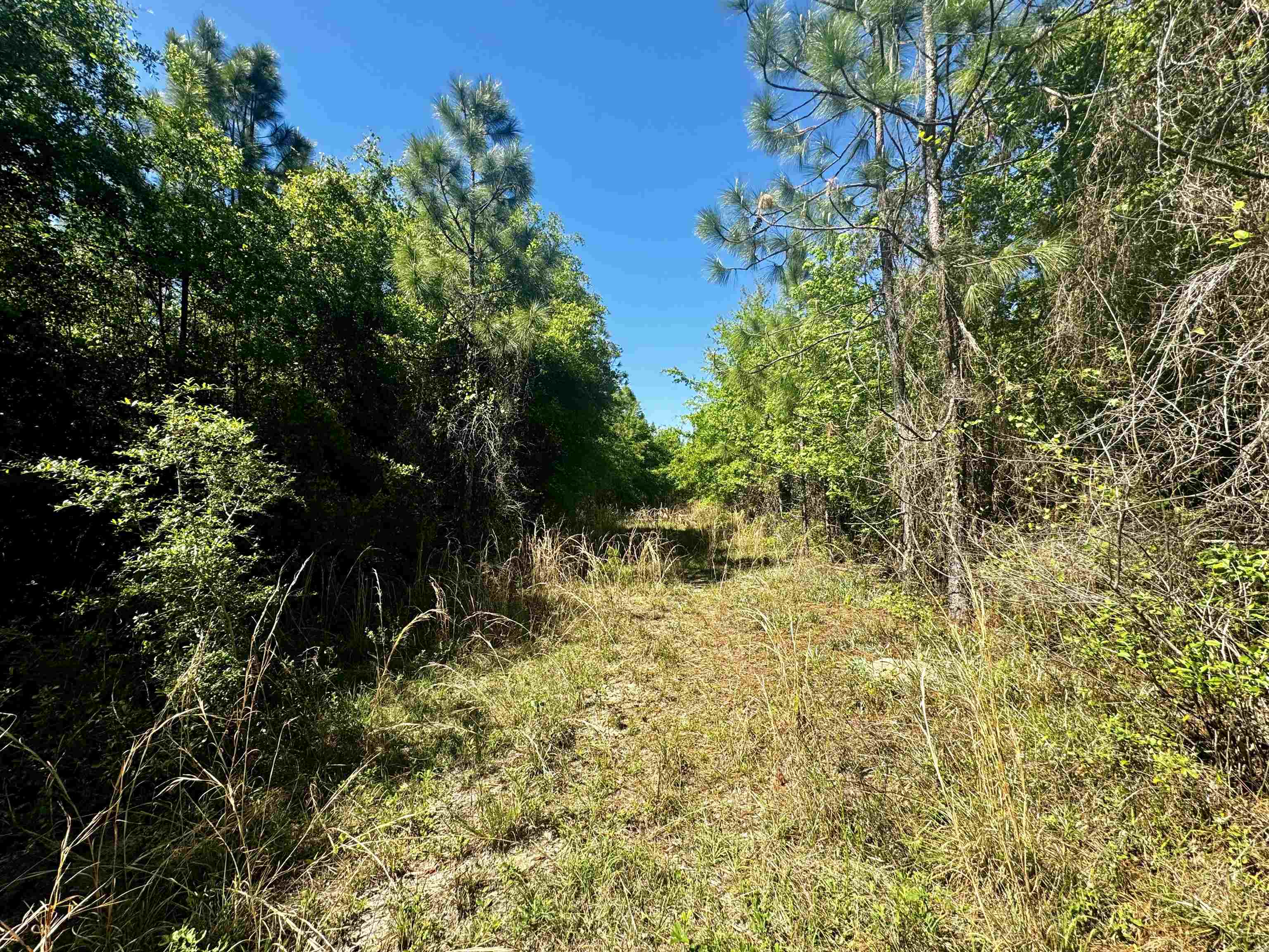 1 Southwest 1 Federal Road Lamont, FL 32336 - Photo 11 of 24 Gallery Image 11