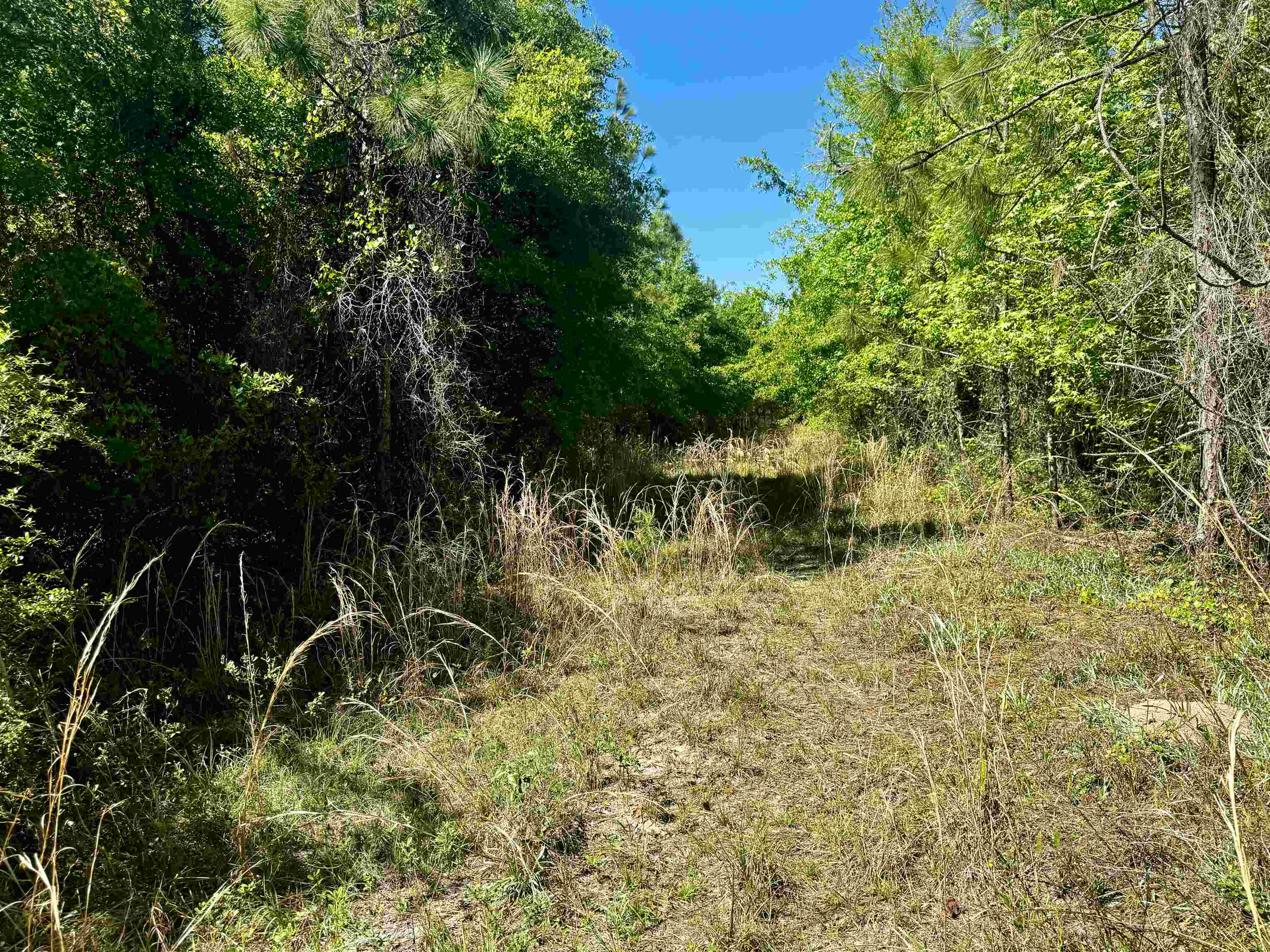 1 Southwest 1 Federal Road Lamont, FL 32336 - Photo 12 of 24 Gallery Image 12