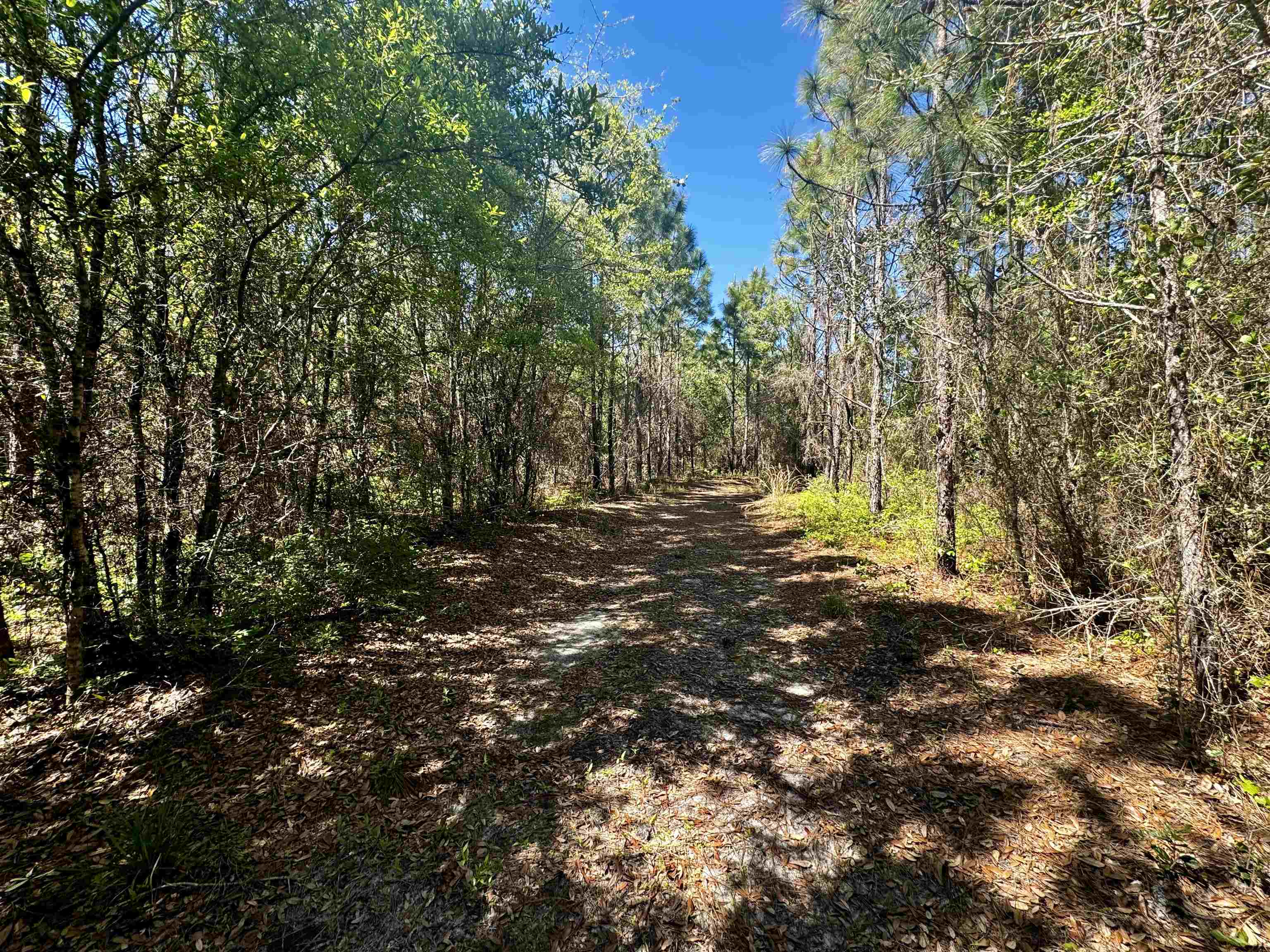 1 Southwest 1 Federal Road Lamont, FL 32336 - Photo 15 of 24 Gallery Image 15