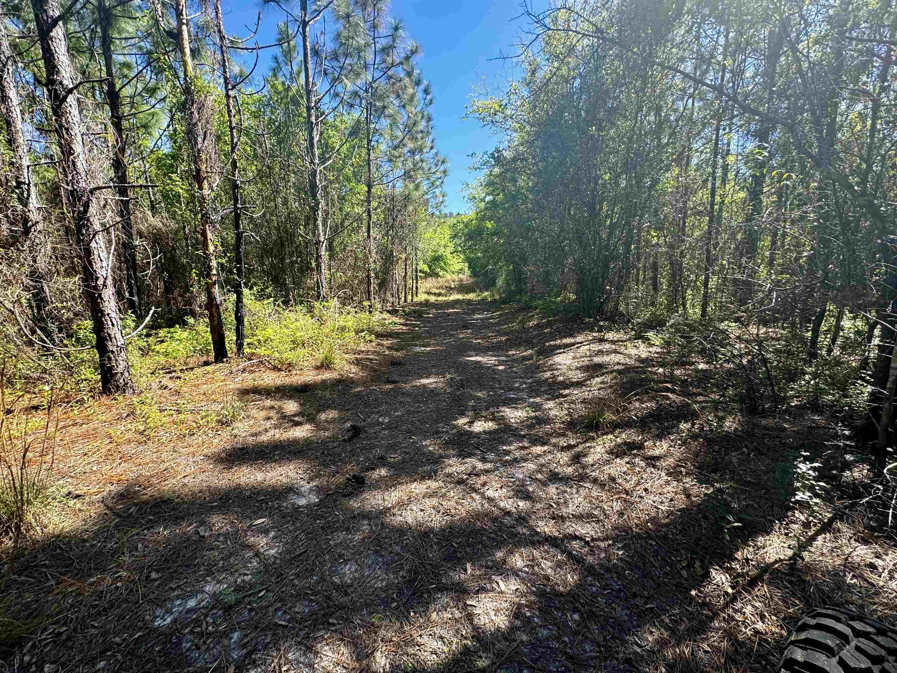 1 Southwest 1 Federal Road Lamont, FL 32336 - Photo 16 of 24 Gallery Image 16