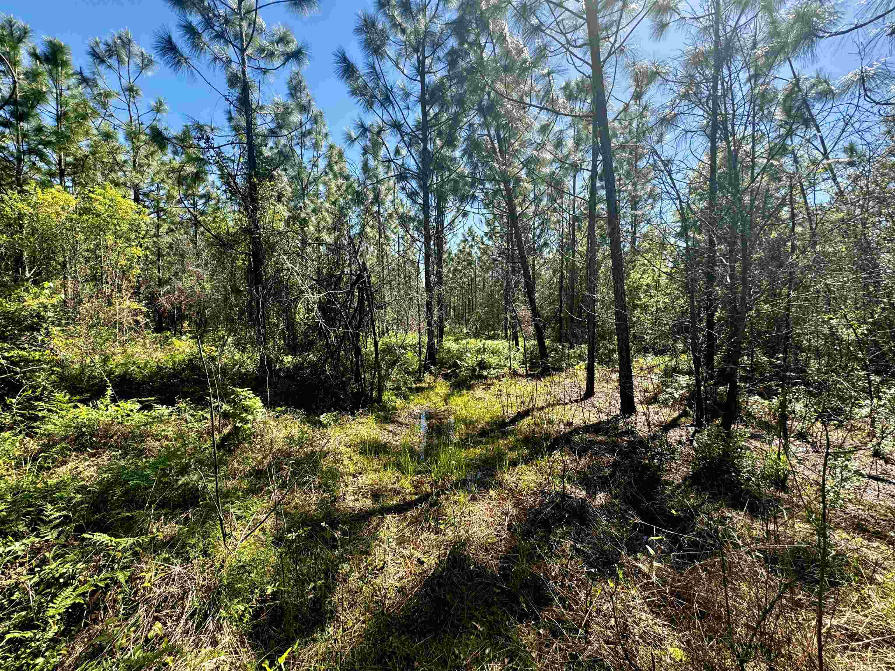 1 Southwest 1 Federal Road Lamont, FL 32336 - Photo 18 of 24 Gallery Image 18