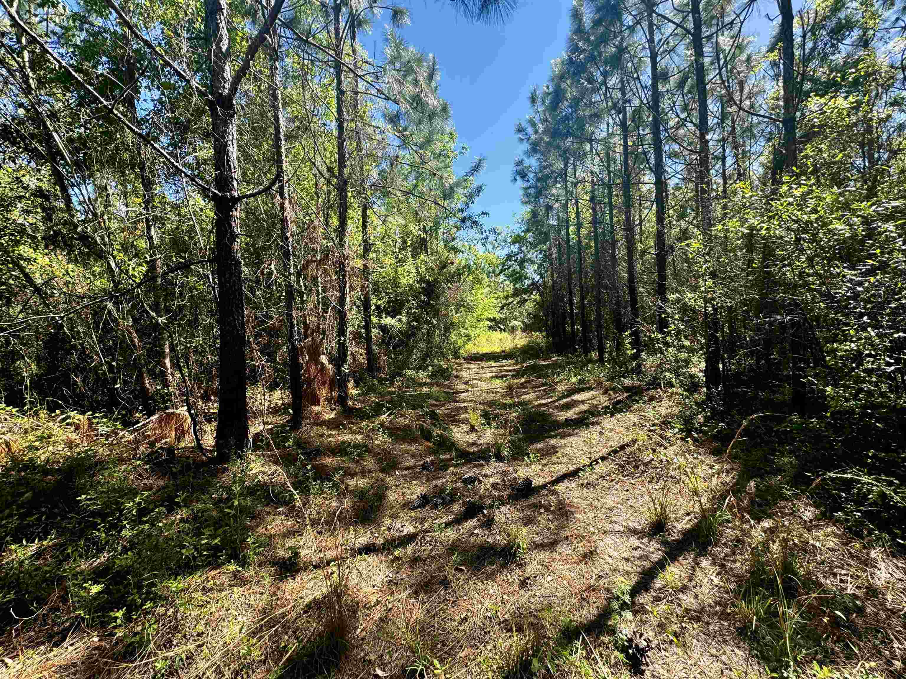 1 Southwest 1 Federal Road Lamont, FL 32336 - Photo 22 of 24 Gallery Image 22