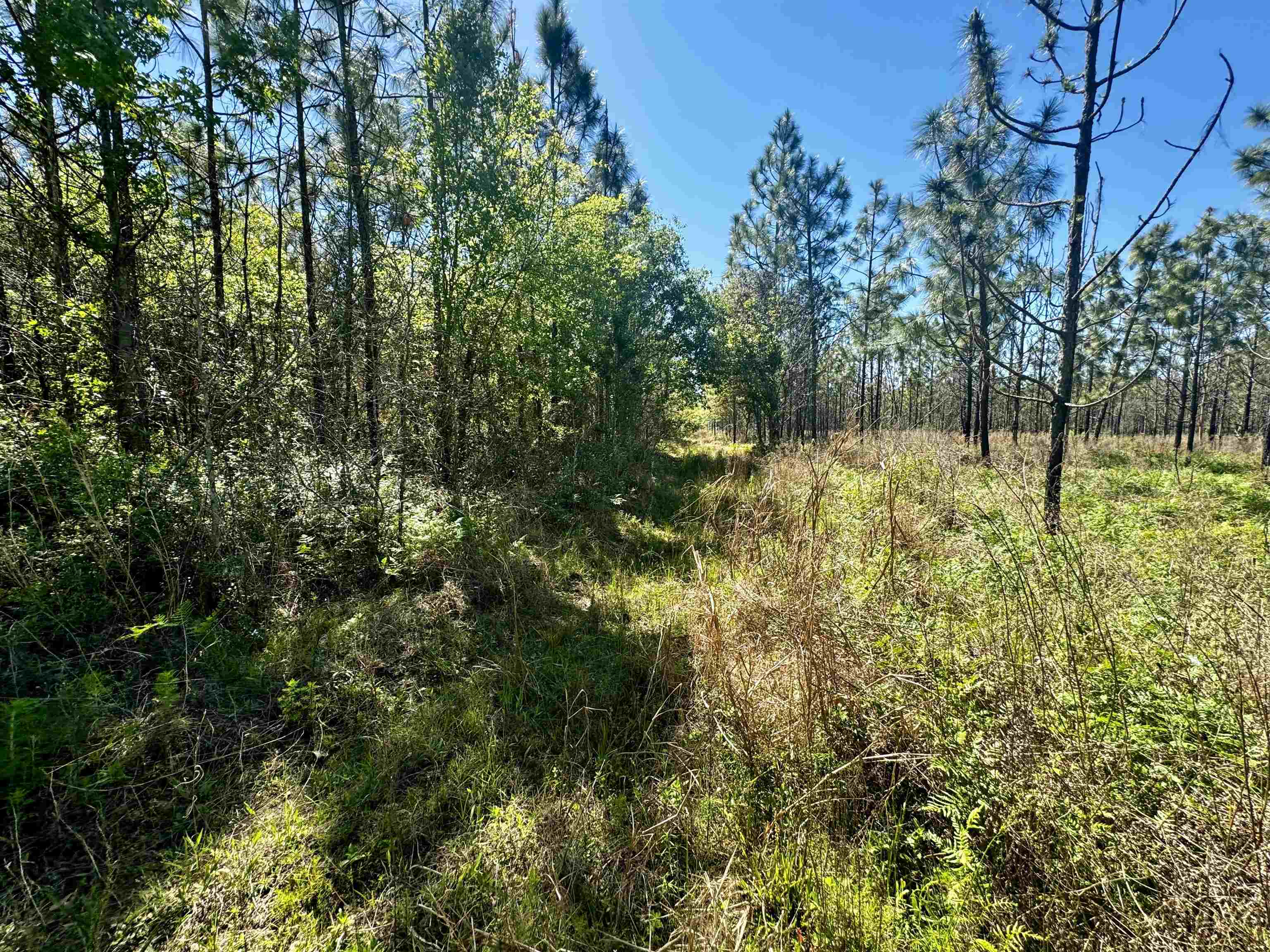 1 Southwest 1 Federal Road Lamont, FL 32336 - Photo 3 of 24 Gallery Image 3