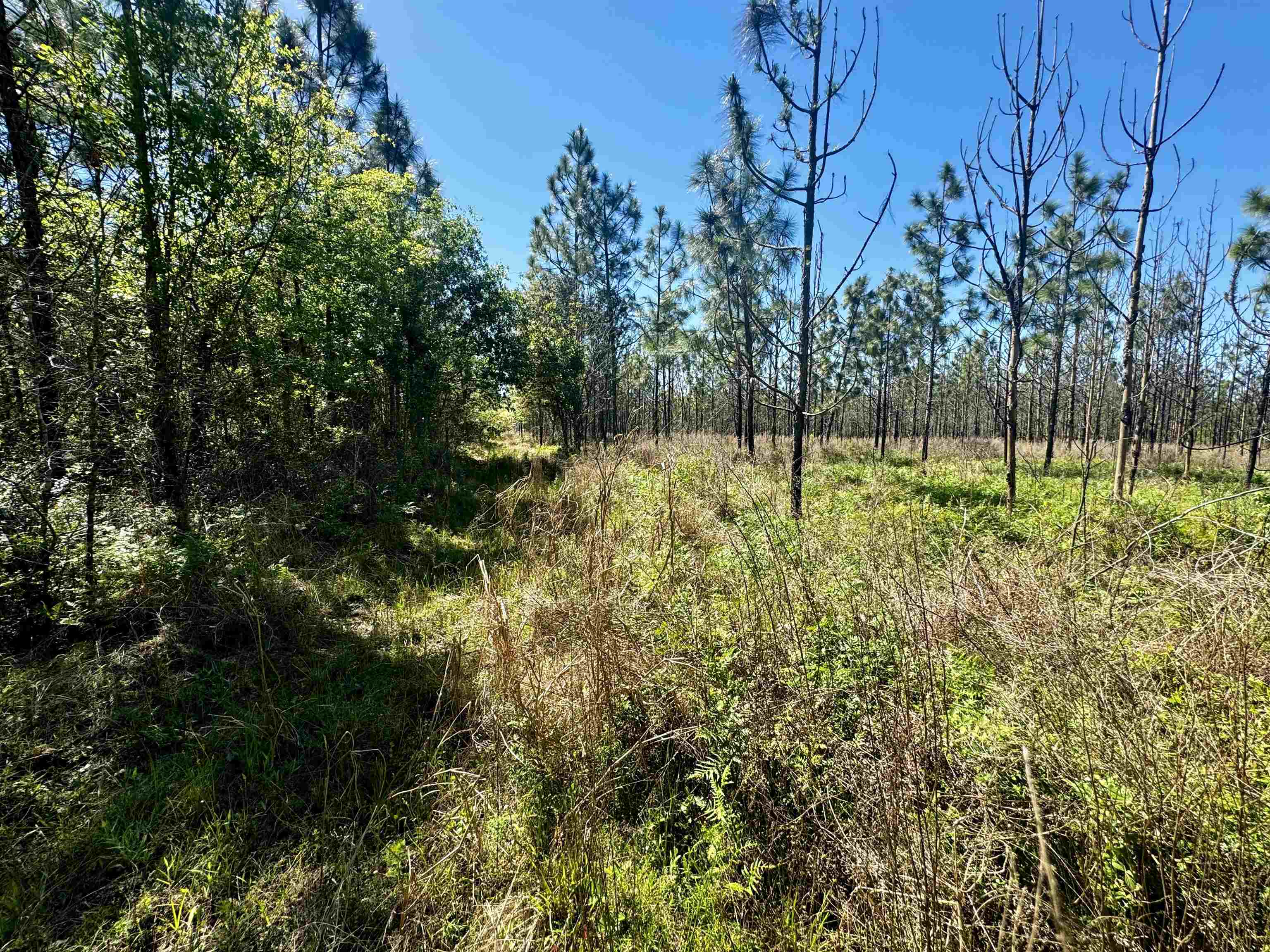 1 Southwest 1 Federal Road Lamont, FL 32336 - Photo 4 of 24 Gallery Image 4