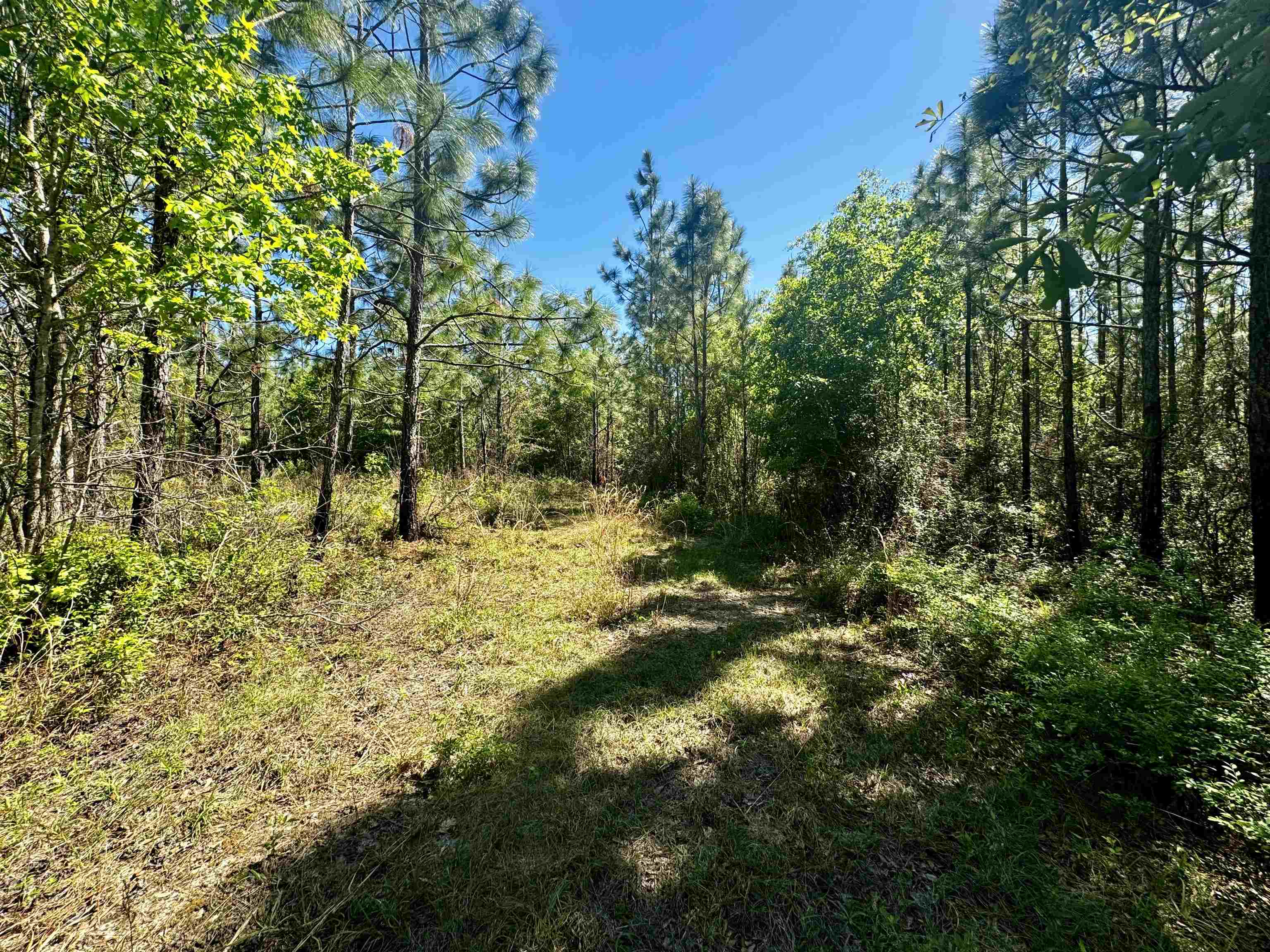 1 Southwest 1 Federal Road Lamont, FL 32336 - Photo 8 of 24 Gallery Image 8