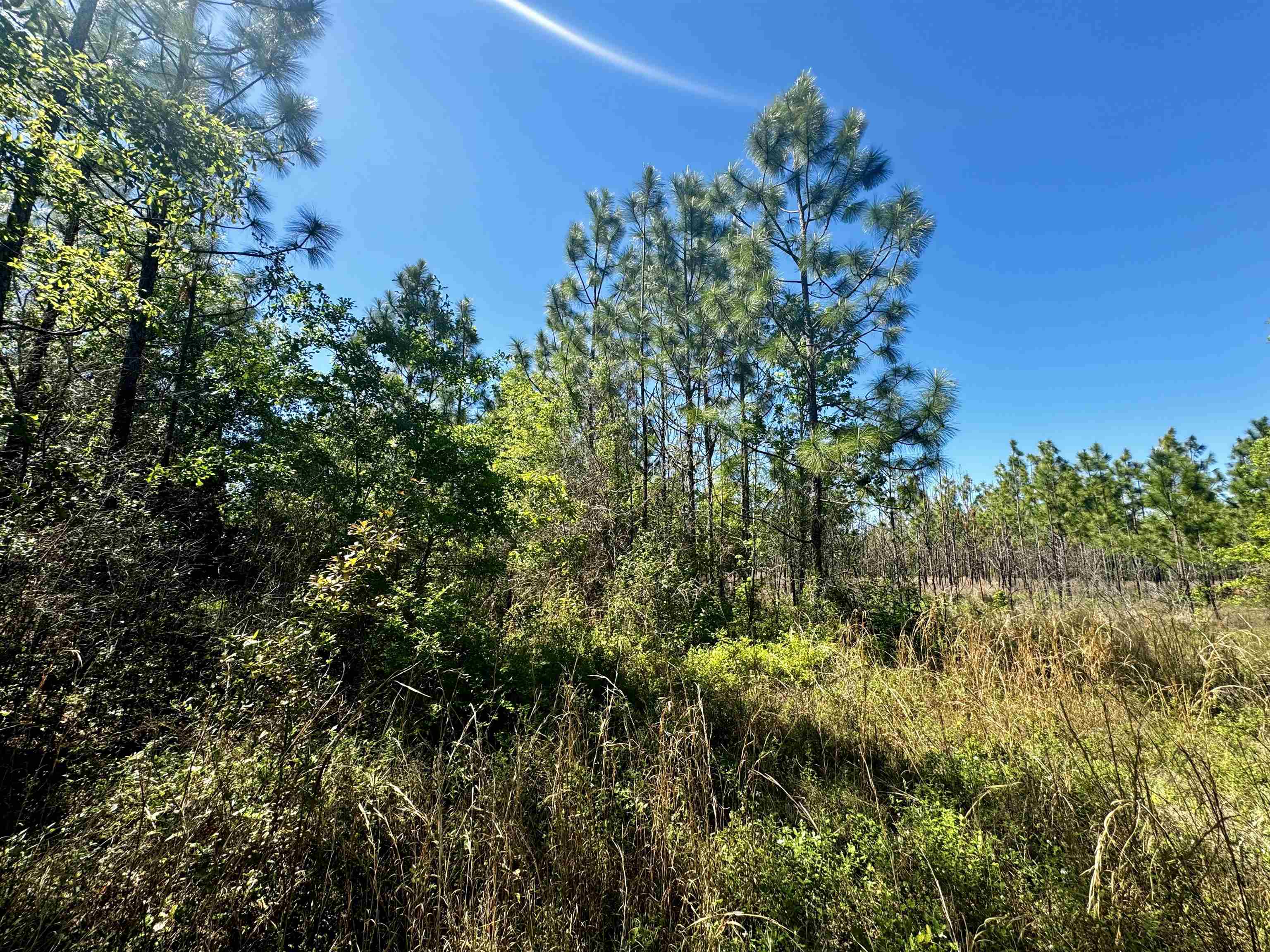 1 Southwest 1 Federal Road Lamont, FL 32336 - Photo 9 of 24 Gallery Image 9