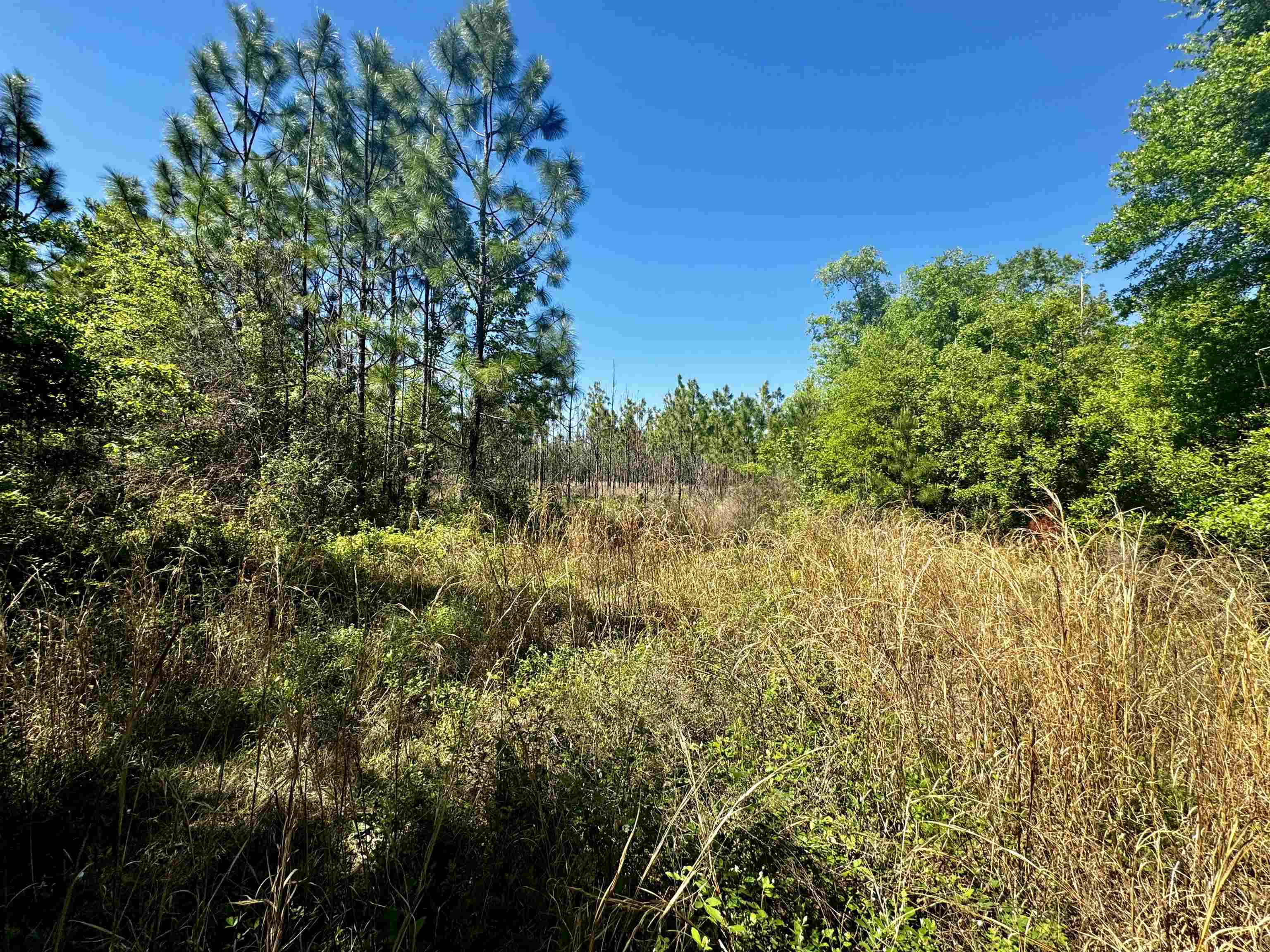 1 Southwest 1 Federal Road Lamont, FL 32336 - Photo 10 of 24 Gallery Image 10