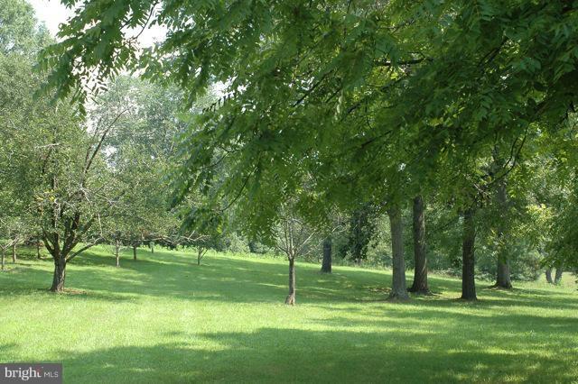 302 Little Long Mountain Road Huntly, VA 22627 - Photo 19 of 26 Orchard
